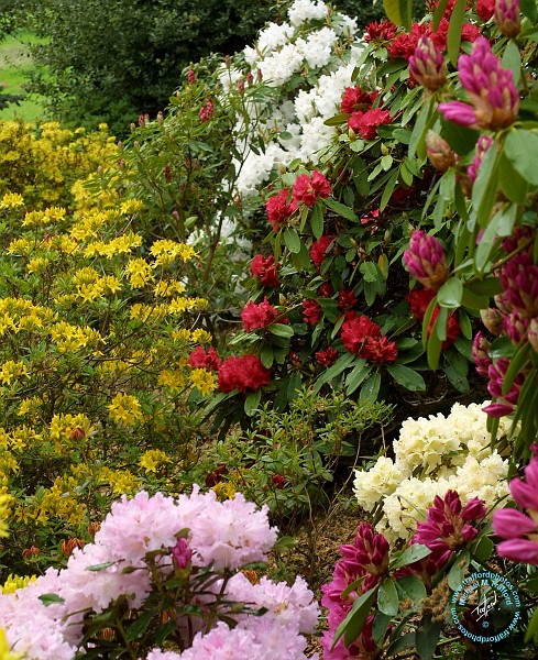 Rhododendron 9R045D-09.JPG